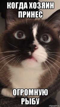когда хозяин принес огромную рыбу