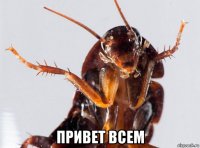  привет всем