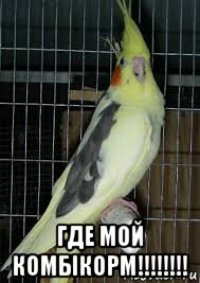  где мой комбікорм!!!!!!!!