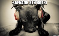 заебали эти коты 
