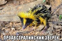 проавстралийский зверёк