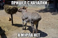пришел с качалки а мурла нет