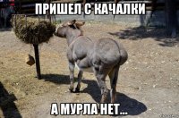пришел с качалки а мурла нет...