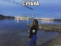 сучька 