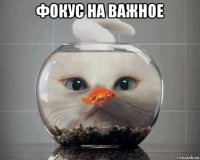 фокус на важное 