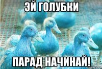 эй голубки парад начинай!
