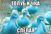 голуб и чка спелая