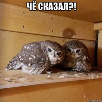чё сказал?! 