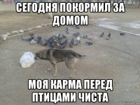 сегодня покормил за домом моя карма перед птицами чиста