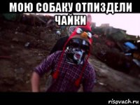 мою собаку отпиздели чайки 