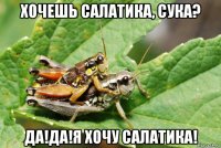 хочешь салатика, сука? да!да!я хочу салатика!