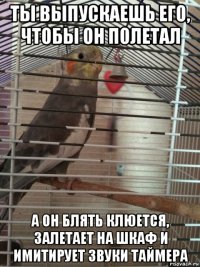 ты выпускаешь его, чтобы он полетал а он блять клюется, залетает на шкаф и имитирует звуки таймера