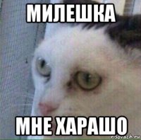 милешка мне харашо