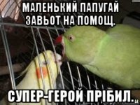 маленький папугай завьот на помощ. супер-герой прібил.