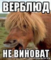 верблюд не виноват