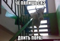 че пялишься? доить пора!