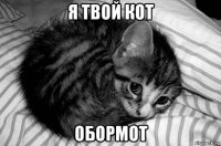 я твой кот обормот