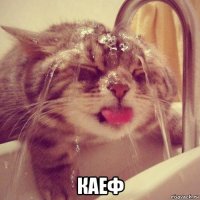  каеф