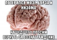 потерялся мозг, борза и низома нашедшего просим вернуть за вознаграждение