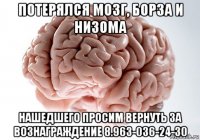 потерялся мозг, борза и низома нашедшего просим вернуть за вознаграждение 8.963-036-24-30