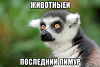 животныеи последний лимур
