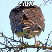 ¿ ylr o 