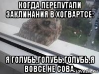 когда перепутали заклинания в хогвартсе: я голубь,голубь,голубь,я вовсе не сова.