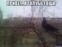привет, я голубь гоша 