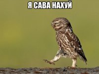 я сава нахуй 