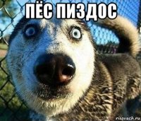 пёс пиздос 