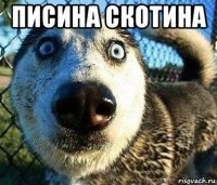 писина скотина 