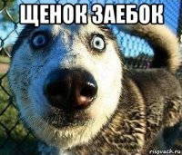 щенок заебок 