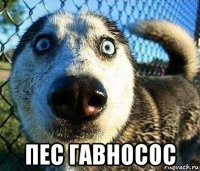  пес гавносос