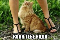  коня тебе надо