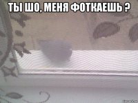 ты шо, меня фоткаешь ? 