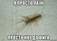 я просто паук просто ног дофига