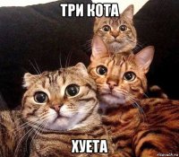 три кота хуета
