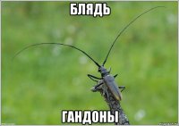 блядь гандоны