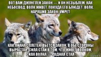 вот вам джунглей закон — и он незыблем, как небосвод. волк живет, покуда его блюдет; волк, нарушив закон, умрет. как лиана сплетен, вьется закон, в обе стороны вырастая: сила стаи в том, что живет волком, сила волка — родная стая.