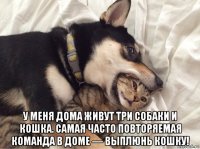  у меня дома живут три собаки и кошка. самая часто повторяемая команда в доме — выплюнь кошку!