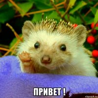  привет !