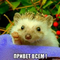  привет всем !