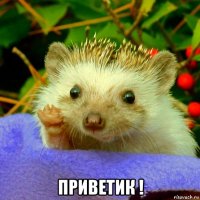  приветик !