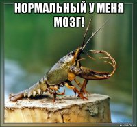 нормальный у меня мозг! 