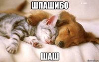 шпашибо шаш