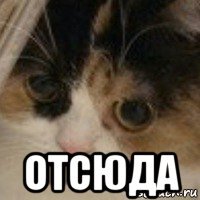  отсюда