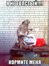 я не толстый!!!! кормите меня