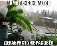 зима приближается декабрист уже расцвёл
