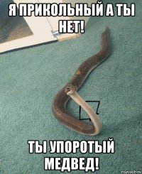 я прикольный а ты нет! ты упоротый медвед!