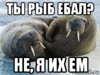 ты рыб ебал? не, я их ем